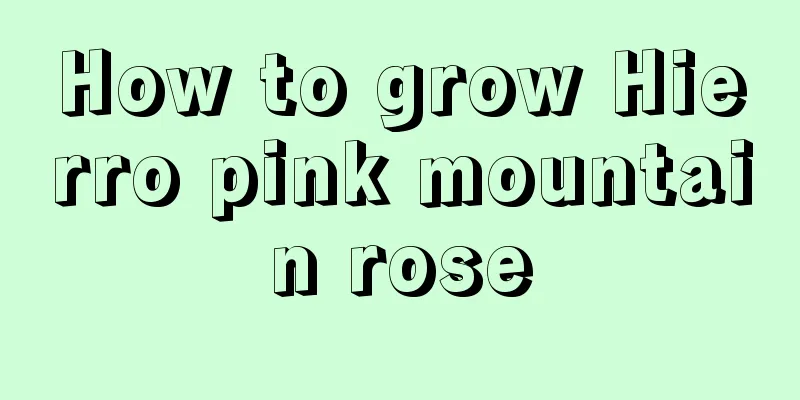 How to grow Hierro pink mountain rose