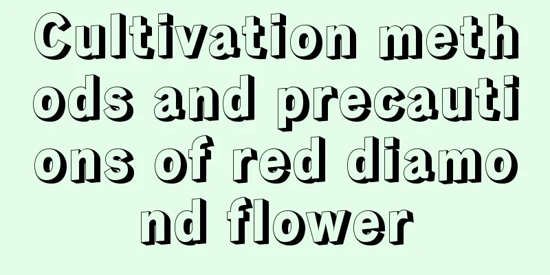 Cultivation methods and precautions of red diamond flower