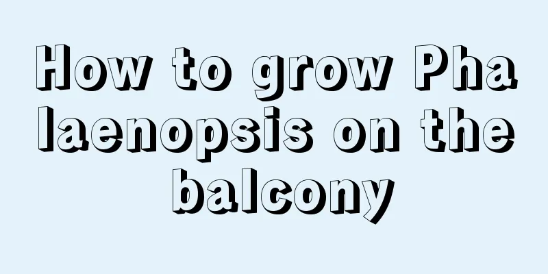 How to grow Phalaenopsis on the balcony