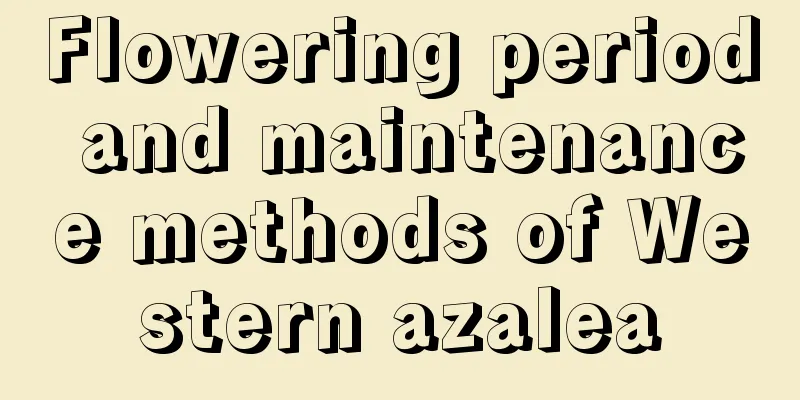 Flowering period and maintenance methods of Western azalea