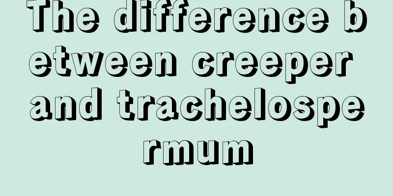 The difference between creeper and trachelospermum