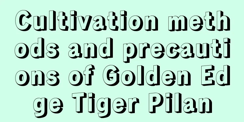 Cultivation methods and precautions of Golden Edge Tiger Pilan