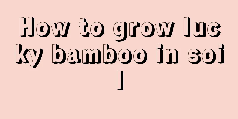 How to grow lucky bamboo in soil