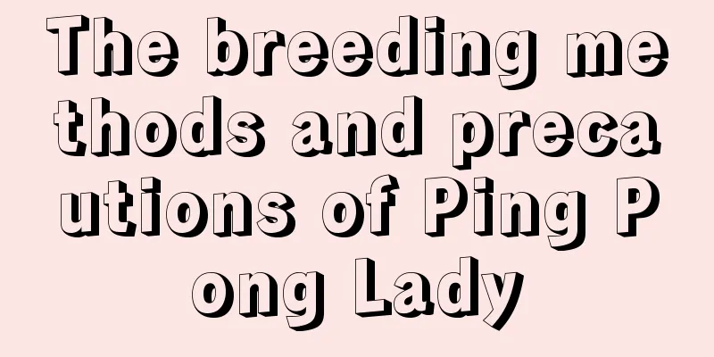 The breeding methods and precautions of Ping Pong Lady