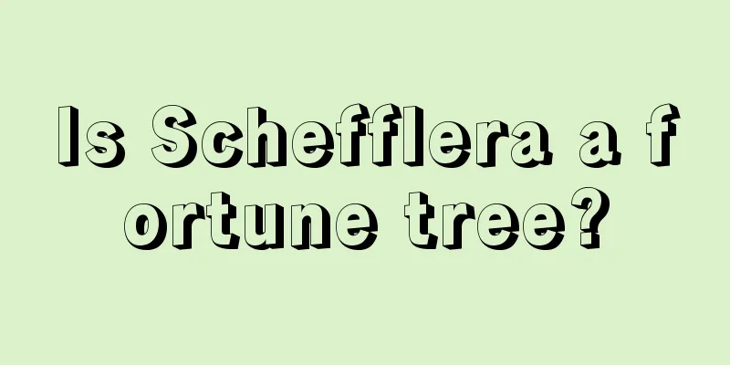 Is Schefflera a fortune tree?