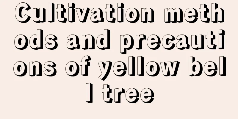 Cultivation methods and precautions of yellow bell tree