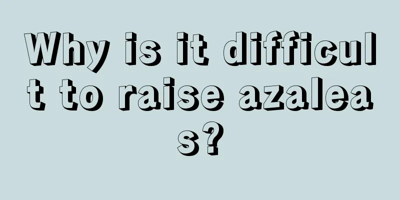 Why is it difficult to raise azaleas?