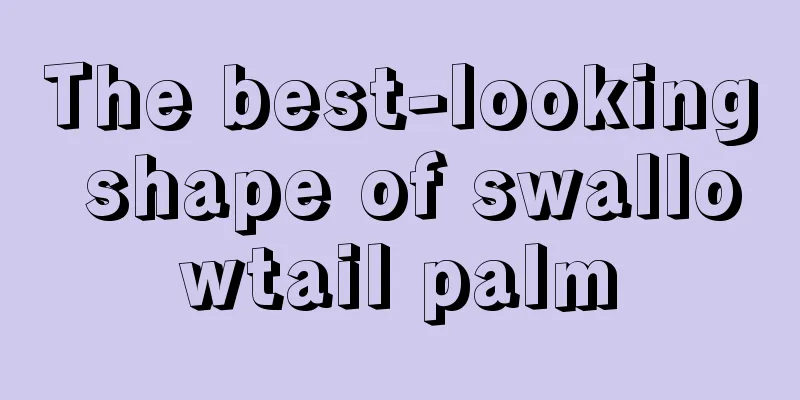 The best-looking shape of swallowtail palm