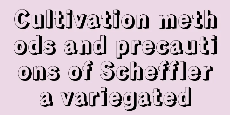 Cultivation methods and precautions of Schefflera variegated