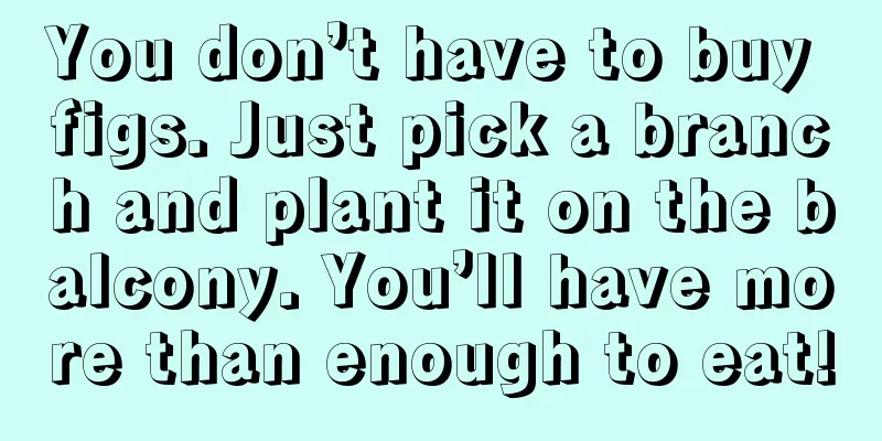 You don’t have to buy figs. Just pick a branch and plant it on the balcony. You’ll have more than enough to eat!