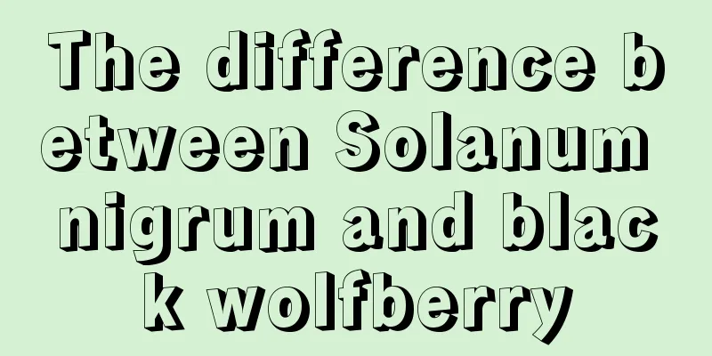 The difference between Solanum nigrum and black wolfberry