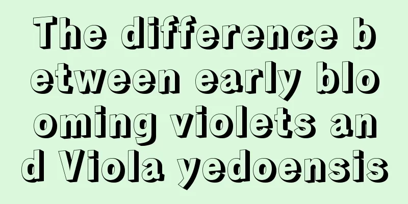 The difference between early blooming violets and Viola yedoensis