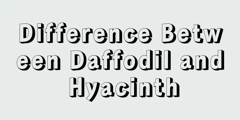 Difference Between Daffodil and Hyacinth