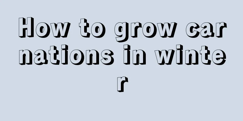 How to grow carnations in winter