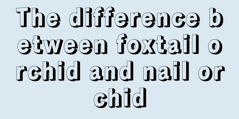 The difference between foxtail orchid and nail orchid