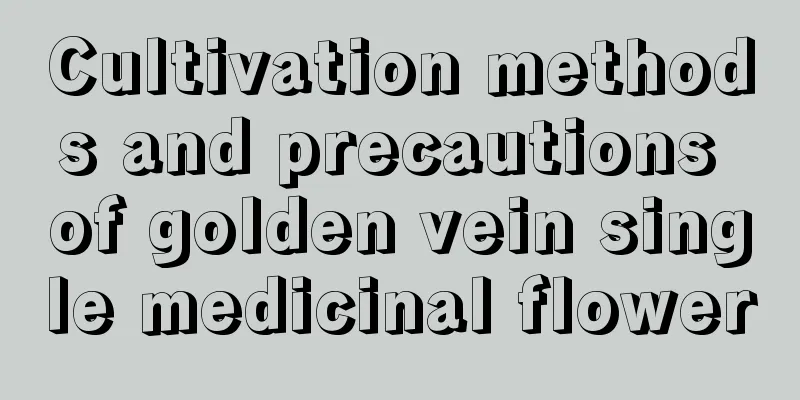 Cultivation methods and precautions of golden vein single medicinal flower