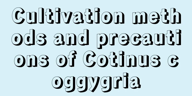 Cultivation methods and precautions of Cotinus coggygria