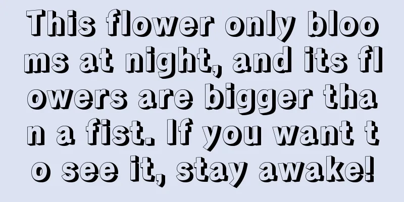 This flower only blooms at night, and its flowers are bigger than a fist. If you want to see it, stay awake!