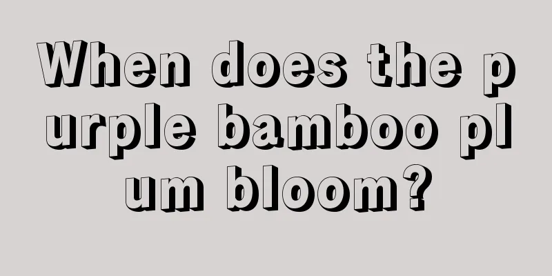 When does the purple bamboo plum bloom?