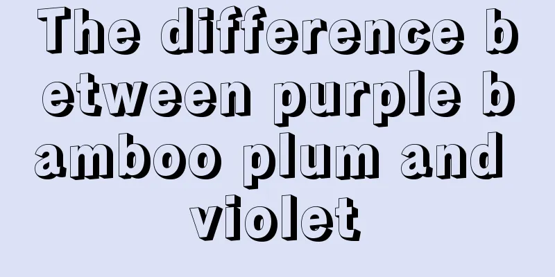 The difference between purple bamboo plum and violet