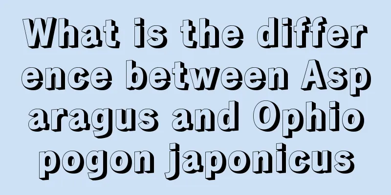 What is the difference between Asparagus and Ophiopogon japonicus