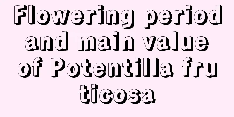 Flowering period and main value of Potentilla fruticosa