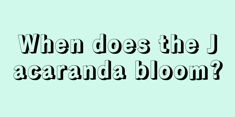 When does the Jacaranda bloom?