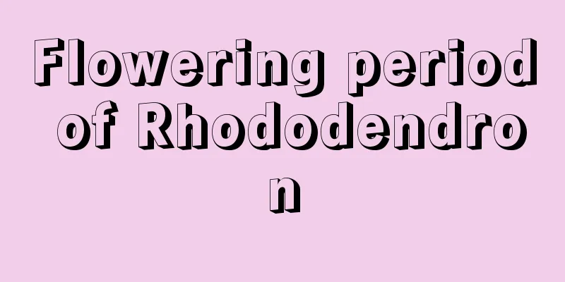 Flowering period of Rhododendron