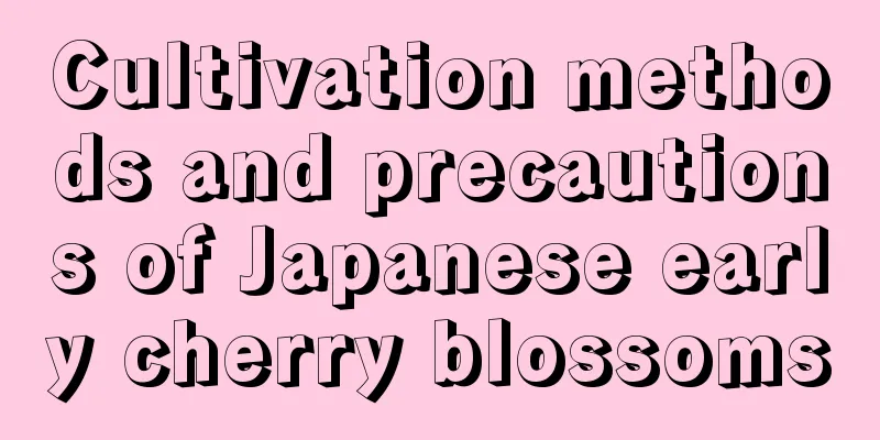 Cultivation methods and precautions of Japanese early cherry blossoms