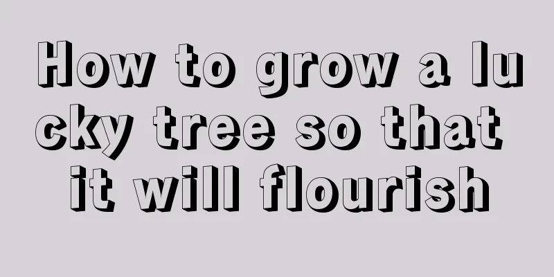 How to grow a lucky tree so that it will flourish