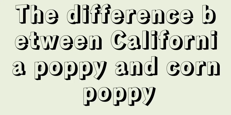 The difference between California poppy and corn poppy