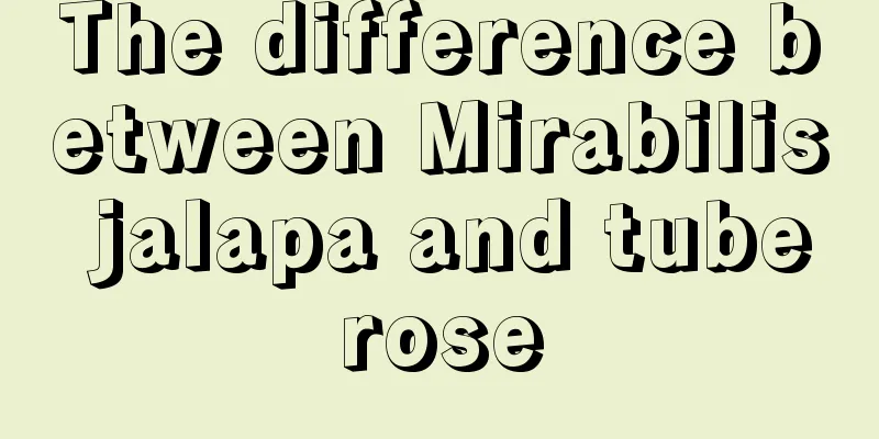 The difference between Mirabilis jalapa and tuberose