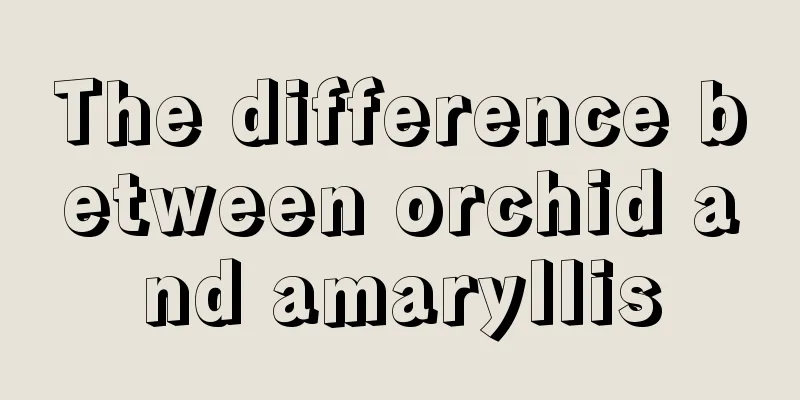 The difference between orchid and amaryllis