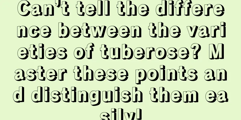 Can’t tell the difference between the varieties of tuberose? Master these points and distinguish them easily!