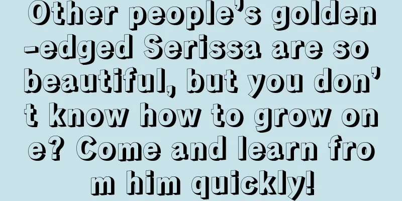 Other people’s golden-edged Serissa are so beautiful, but you don’t know how to grow one? Come and learn from him quickly!