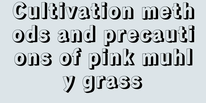 Cultivation methods and precautions of pink muhly grass