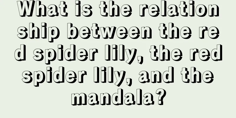 What is the relationship between the red spider lily, the red spider lily, and the mandala?