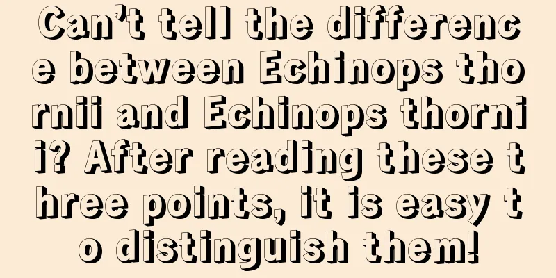 Can’t tell the difference between Echinops thornii and Echinops thornii? After reading these three points, it is easy to distinguish them!