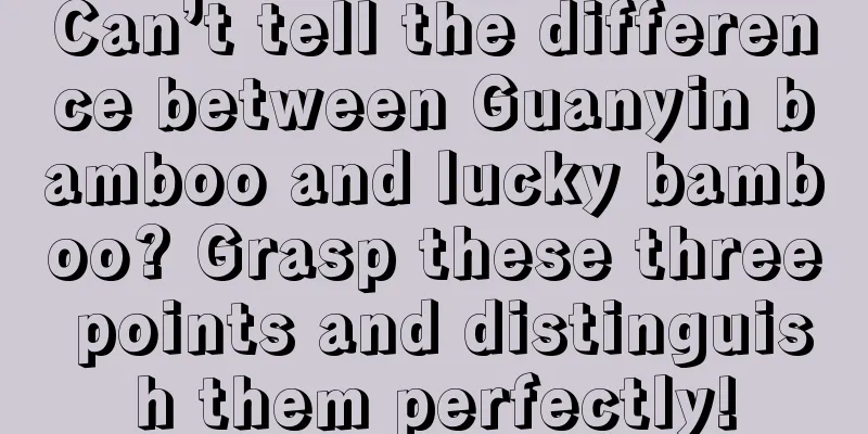 Can’t tell the difference between Guanyin bamboo and lucky bamboo? Grasp these three points and distinguish them perfectly!