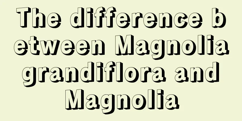 The difference between Magnolia grandiflora and Magnolia