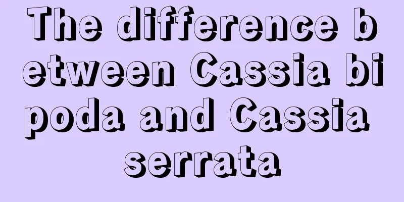 The difference between Cassia bipoda and Cassia serrata