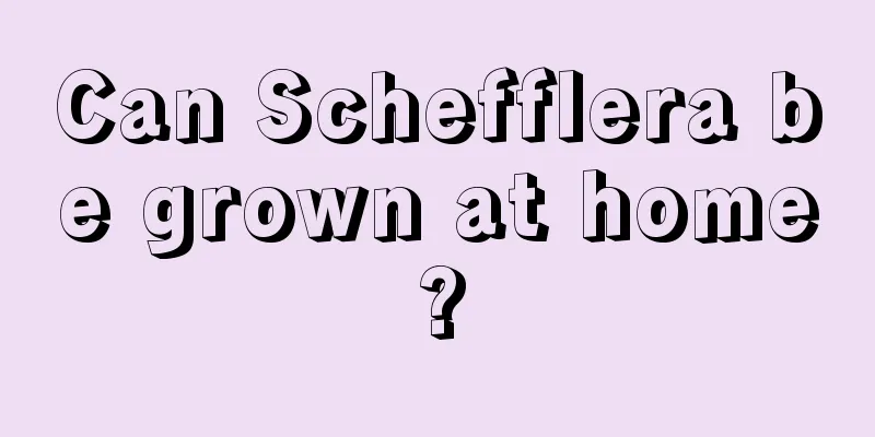 Can Schefflera be grown at home?