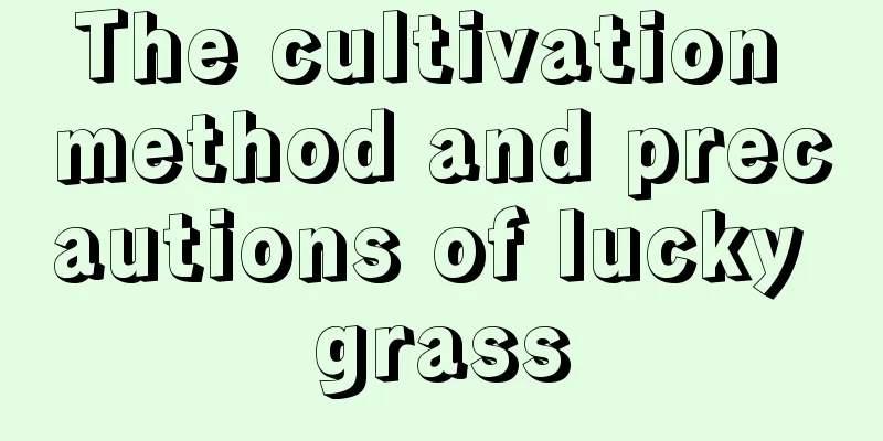 The cultivation method and precautions of lucky grass