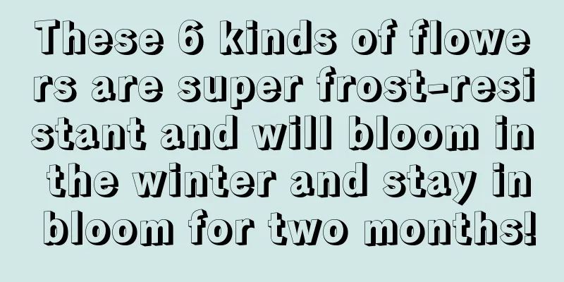 These 6 kinds of flowers are super frost-resistant and will bloom in the winter and stay in bloom for two months!