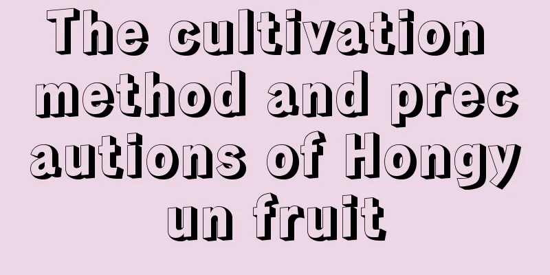 The cultivation method and precautions of Hongyun fruit