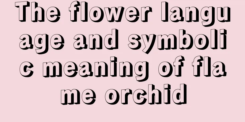 The flower language and symbolic meaning of flame orchid