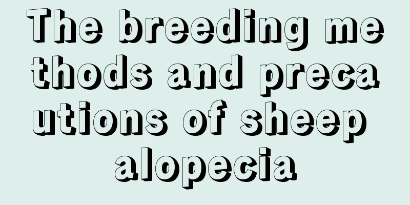 The breeding methods and precautions of sheep alopecia