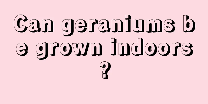 Can geraniums be grown indoors?