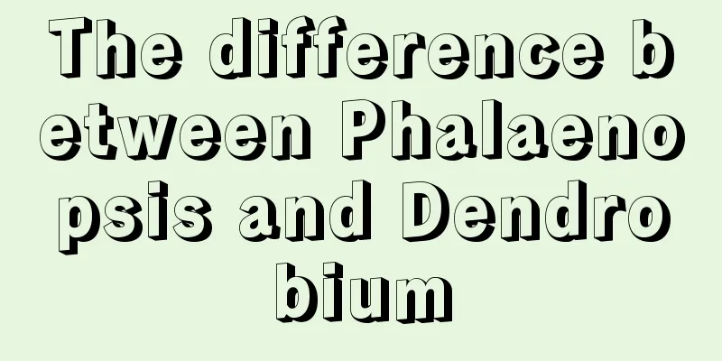 The difference between Phalaenopsis and Dendrobium