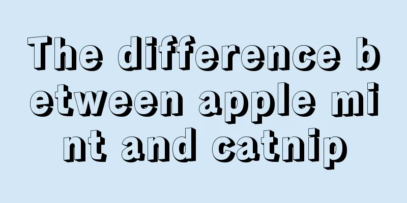 The difference between apple mint and catnip